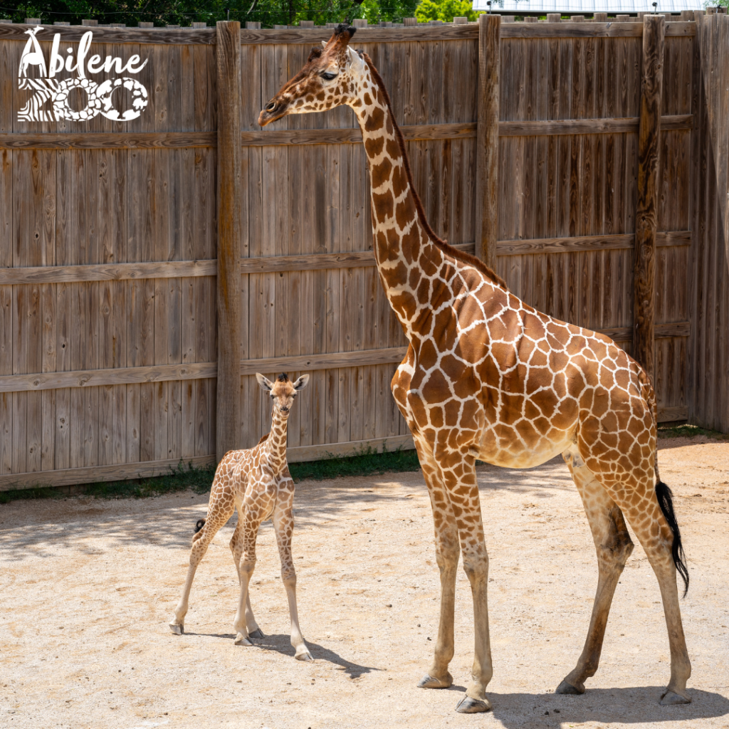 Baby Giraffe Announcement (4)