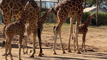 3-giraffe-babies