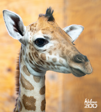 Abilene Zoo Press Release Baby Giraffe Born 20.07.24 (2)