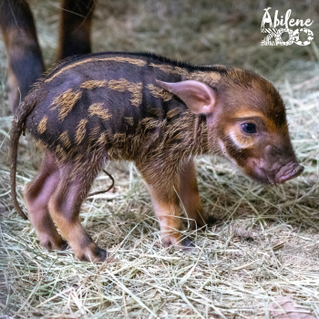 Baby Red River Hog