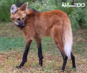 Maned Wolf Abilene Zoo