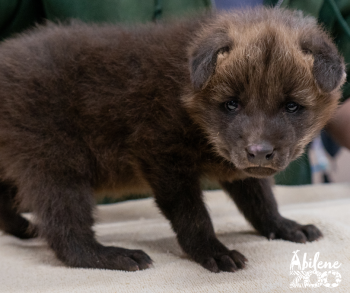 Maned Wolf Pup Lyra Watermarked